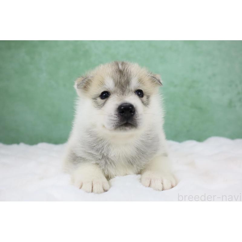 販売中の栃木県のシベリアンハスキー-428246の12枚目