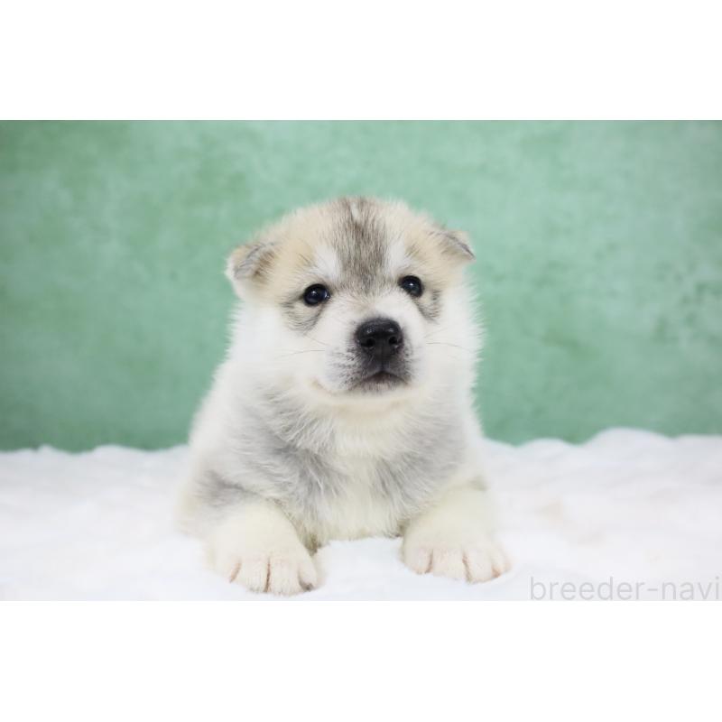 販売中の栃木県のシベリアンハスキー-428246の10枚目