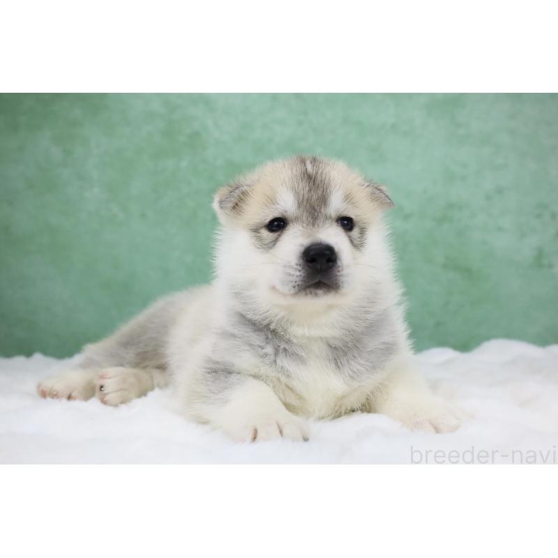 販売中の栃木県のシベリアンハスキー-428246の9枚目