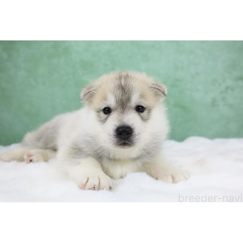 販売中の栃木県のシベリアンハスキー-428246の8枚目