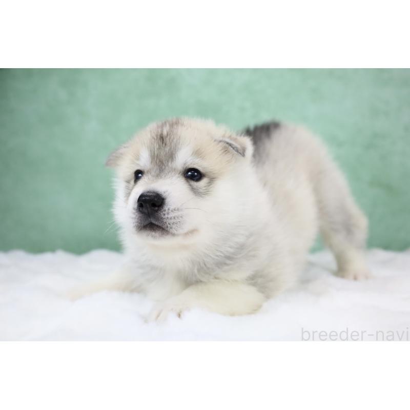 販売中の栃木県のシベリアンハスキー-428246の7枚目