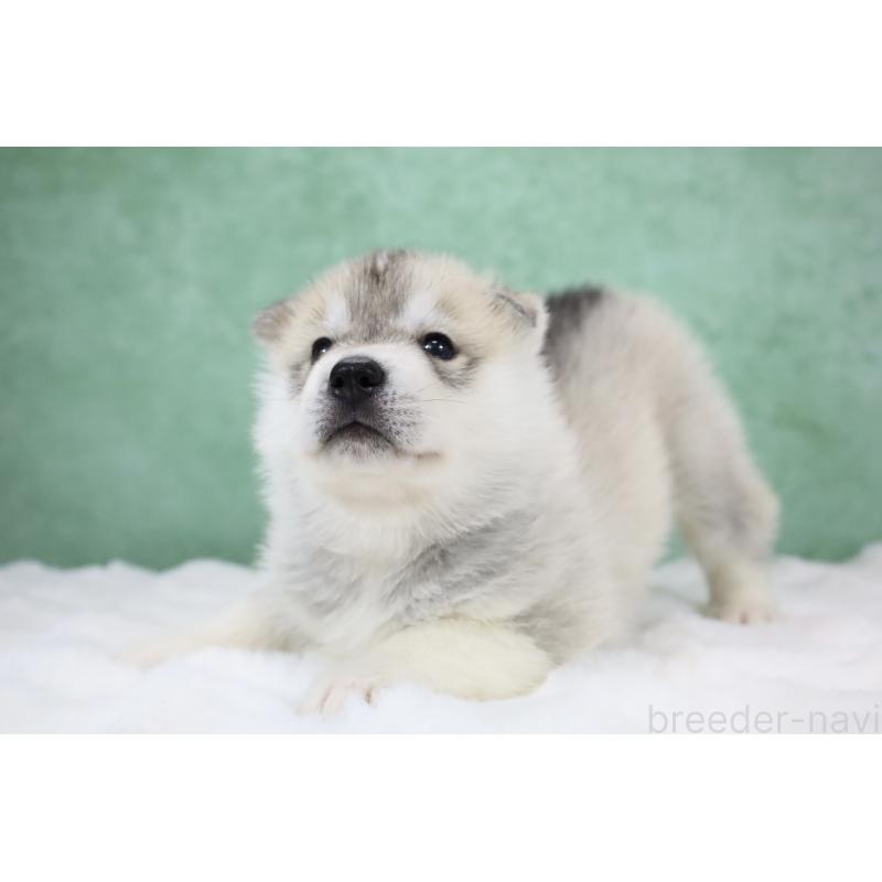 販売中の栃木県のシベリアンハスキー-428246の6枚目