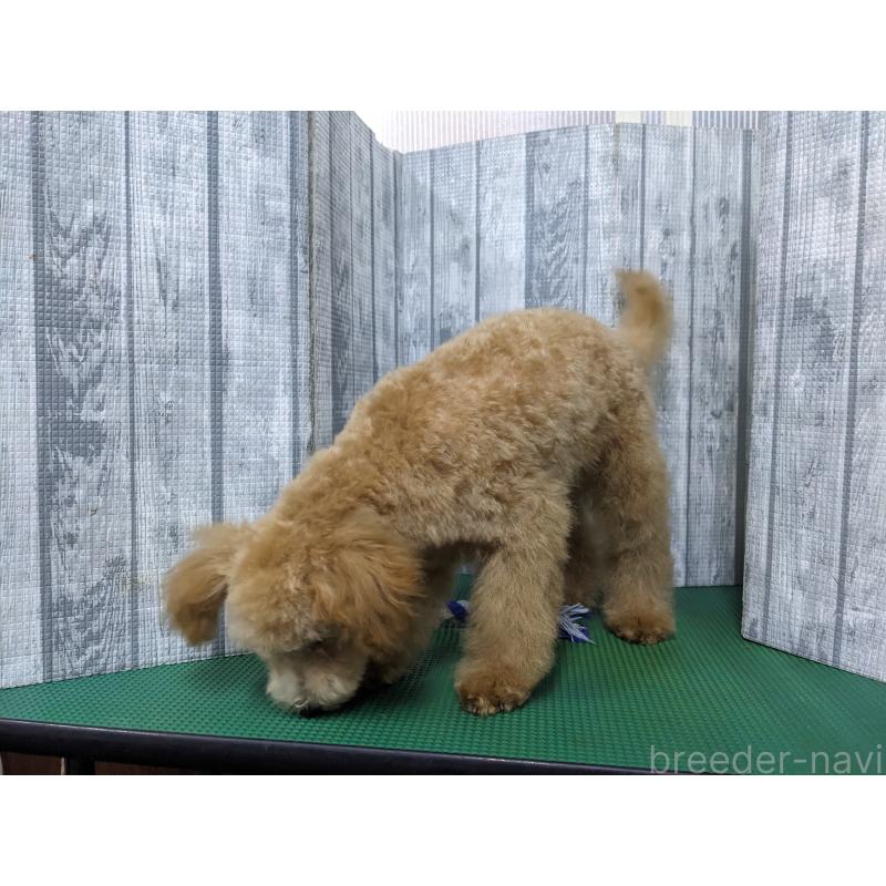 販売中の埼玉県のトイプードル-412785の2枚目
