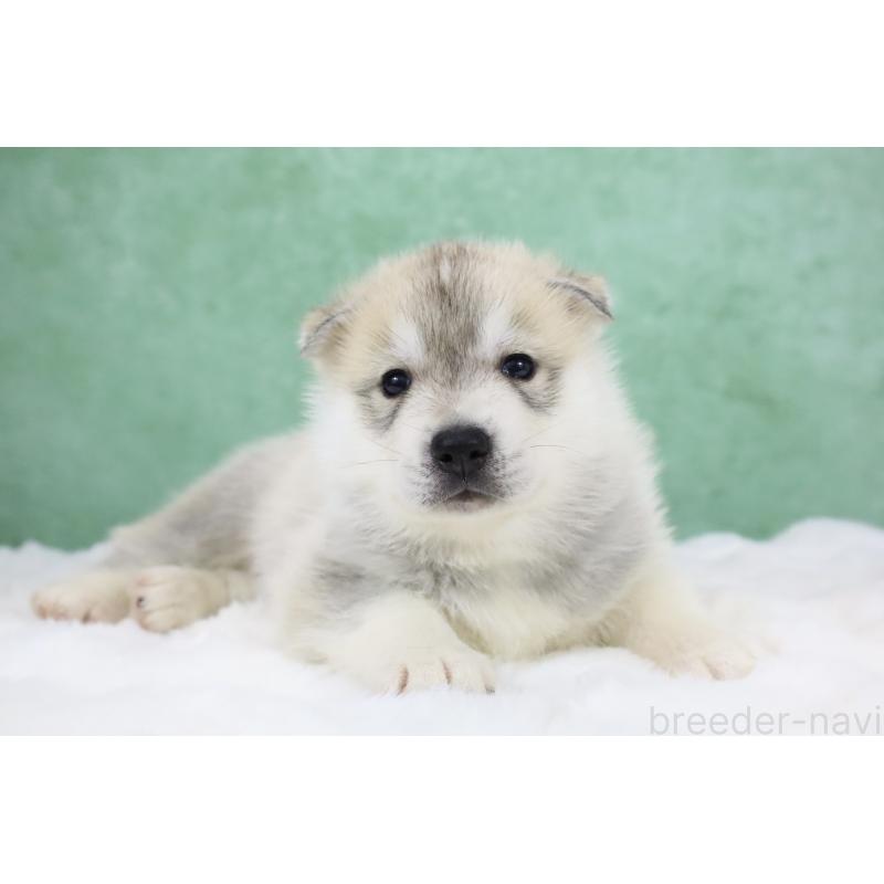 販売中の栃木県のシベリアンハスキー-428246の4枚目