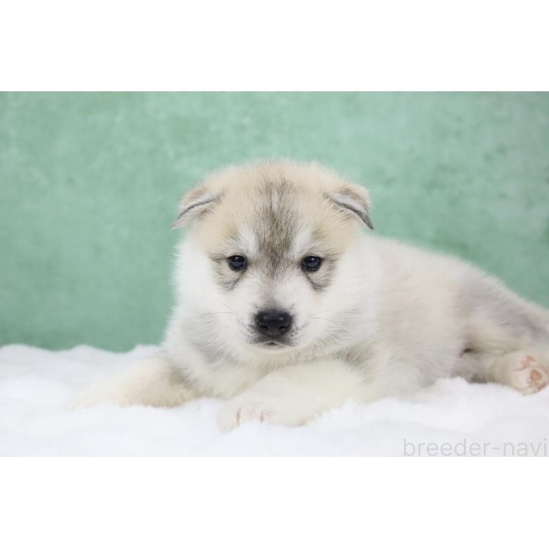 販売中の栃木県のシベリアンハスキー-428246の3枚目