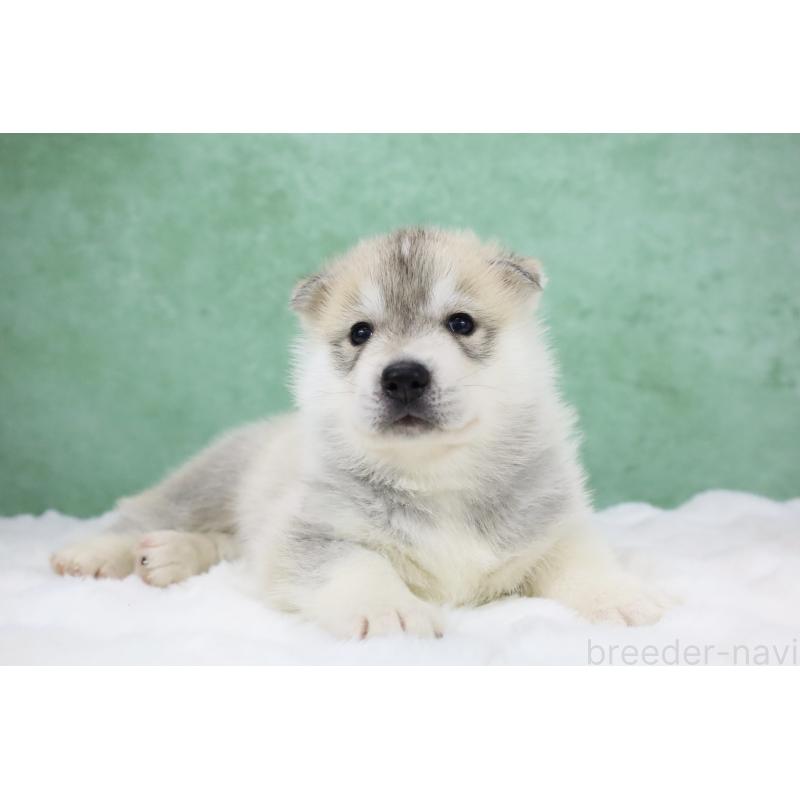 販売中の栃木県のシベリアンハスキー-428246の2枚目