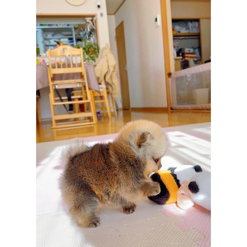 販売中の岐阜県のポメラニアン-425684の15枚目