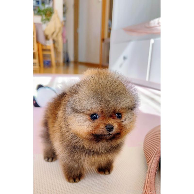 販売中の岐阜県のポメラニアン-425684の14枚目