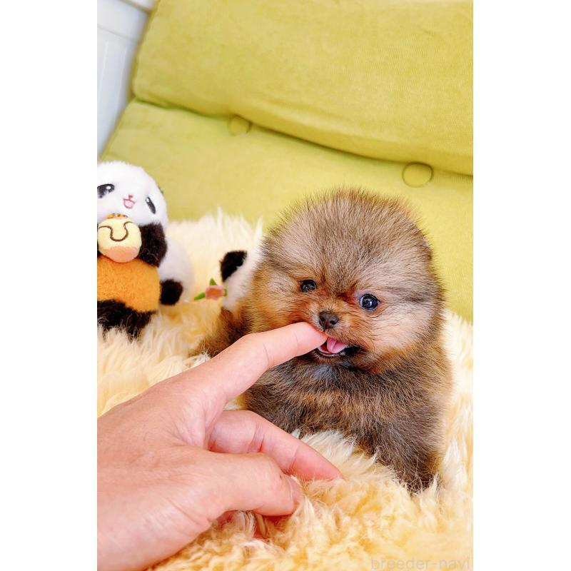 販売中の岐阜県のポメラニアン-425684の13枚目