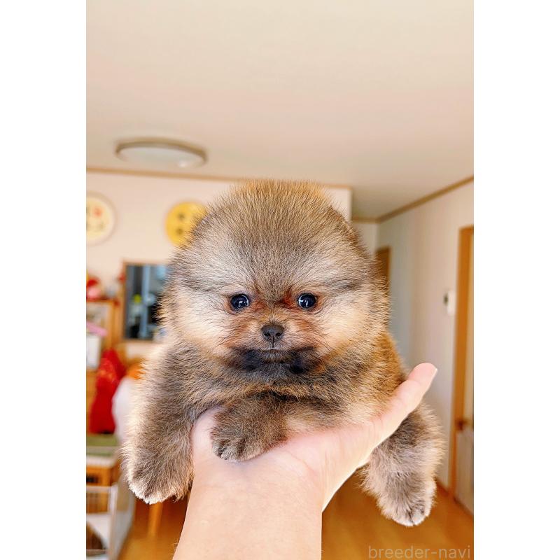販売中の岐阜県のポメラニアン-425684の12枚目