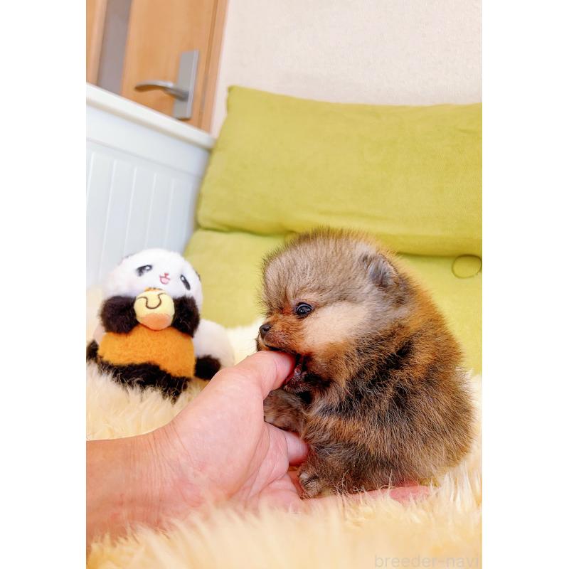 販売中の岐阜県のポメラニアン-425684の11枚目