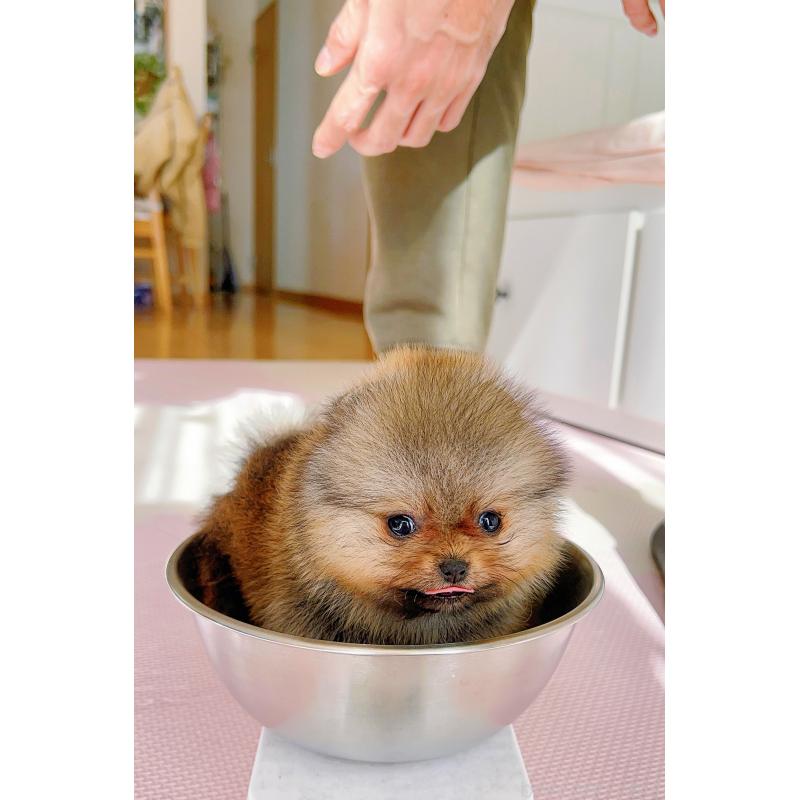 販売中の岐阜県のポメラニアン-425684の10枚目