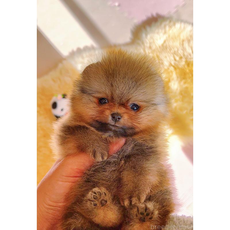 販売中の岐阜県のポメラニアン-425684の9枚目