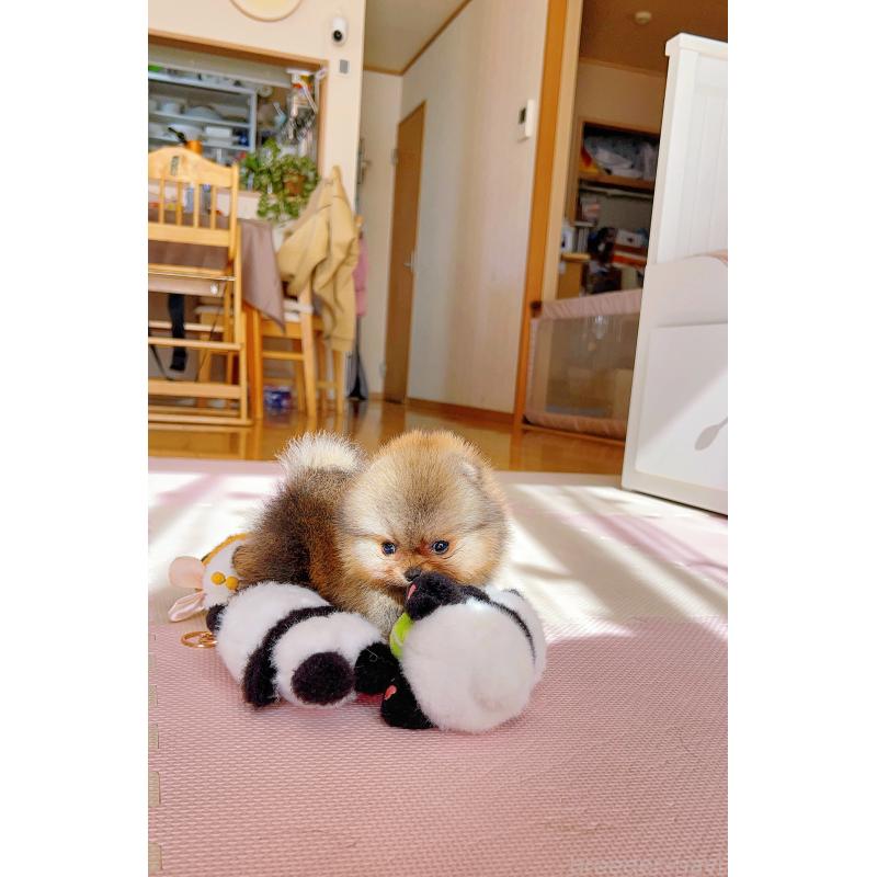 販売中の岐阜県のポメラニアン-425684の8枚目