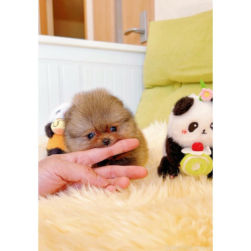 販売中の岐阜県のポメラニアン-425684の7枚目