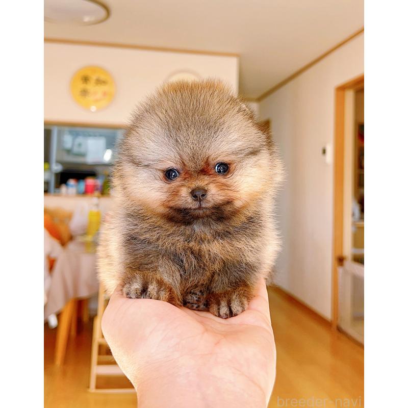 販売中の岐阜県のポメラニアン-425684の6枚目