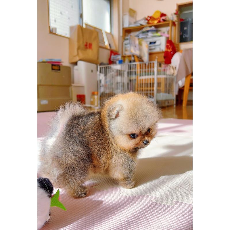 販売中の岐阜県のポメラニアン-425684の5枚目