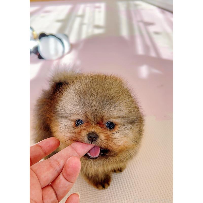 販売中の岐阜県のポメラニアン-425684の4枚目