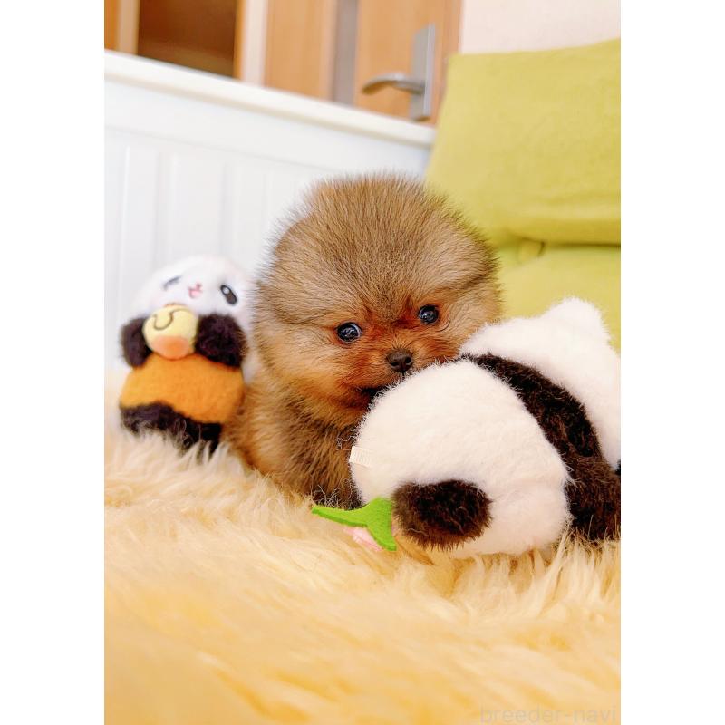 販売中の岐阜県のポメラニアン-425684の3枚目