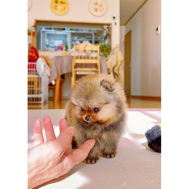 販売中の岐阜県のポメラニアン-425684の2枚目