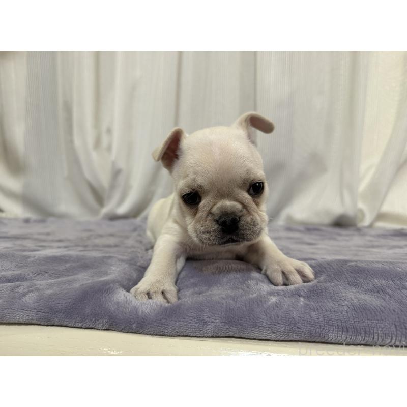 販売中の埼玉県のフレンチブルドッグ-428247の8枚目