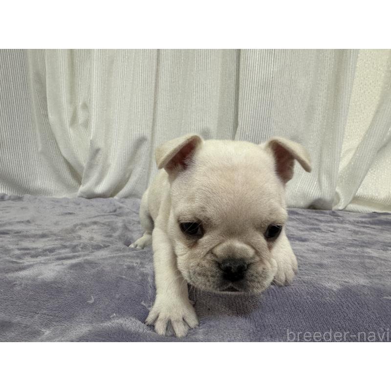 販売中の埼玉県のフレンチブルドッグ-428247の7枚目