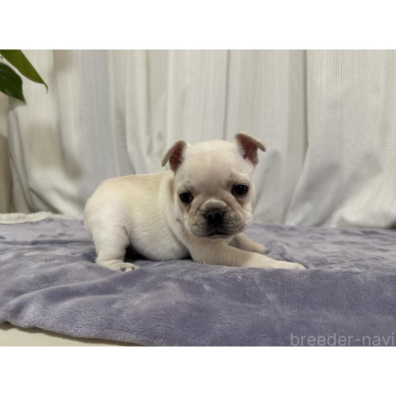 販売中の埼玉県のフレンチブルドッグ-428247の6枚目
