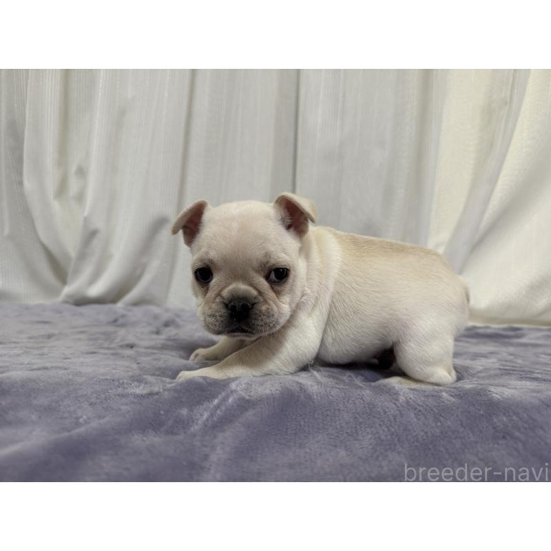 販売中の埼玉県のフレンチブルドッグ-428247の5枚目