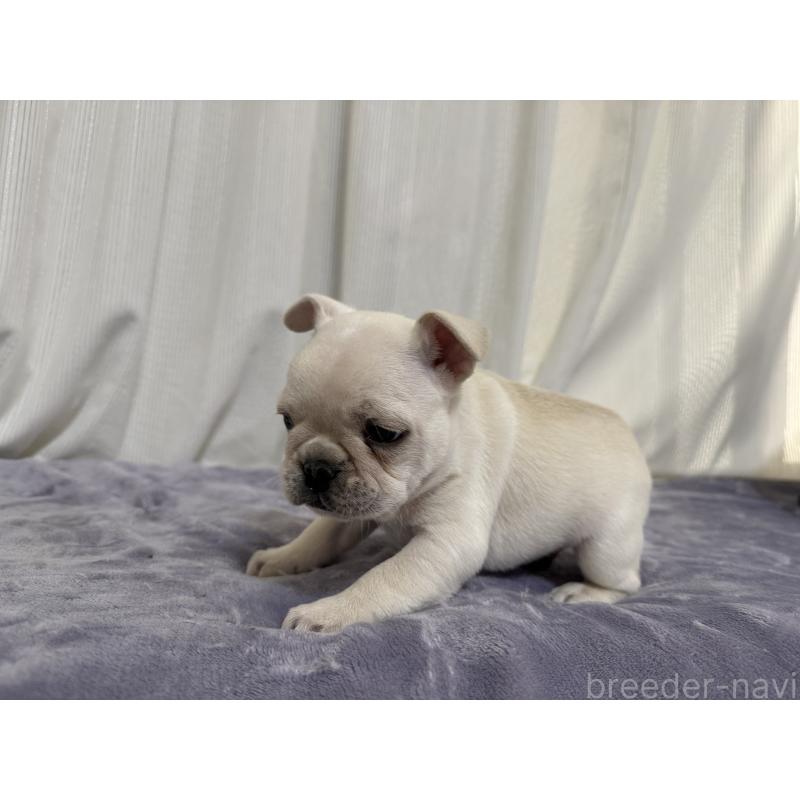 販売中の埼玉県のフレンチブルドッグ-428247の4枚目
