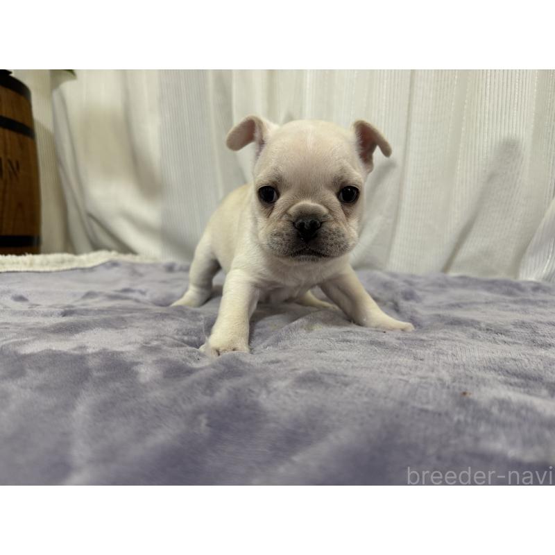 販売中の埼玉県のフレンチブルドッグ-428247の3枚目