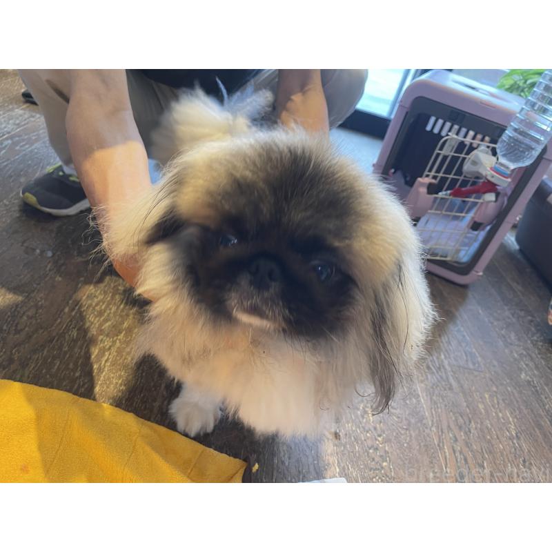 ふくくんくん1枚目