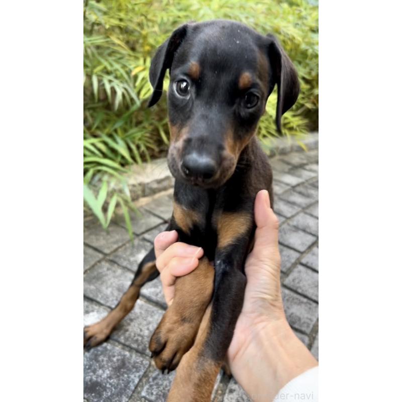 販売中の奈良県のドーベルマン-428254の1枚目