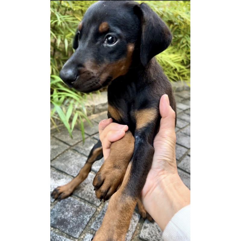 販売中の奈良県のドーベルマン-428254の6枚目