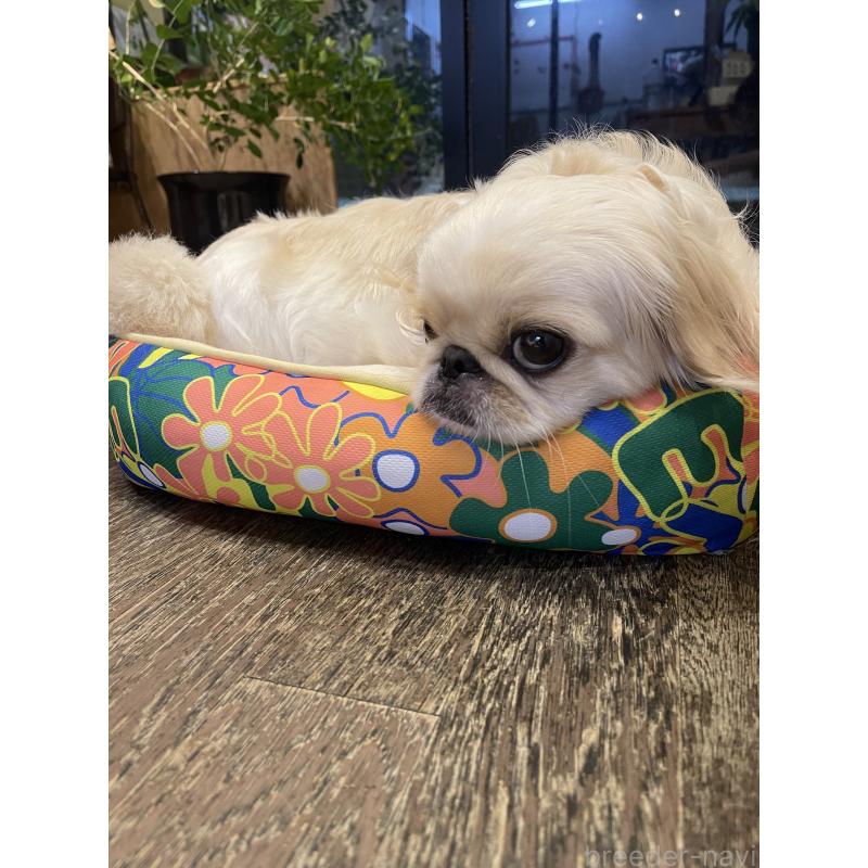 あかねちゃんちゃん1枚目