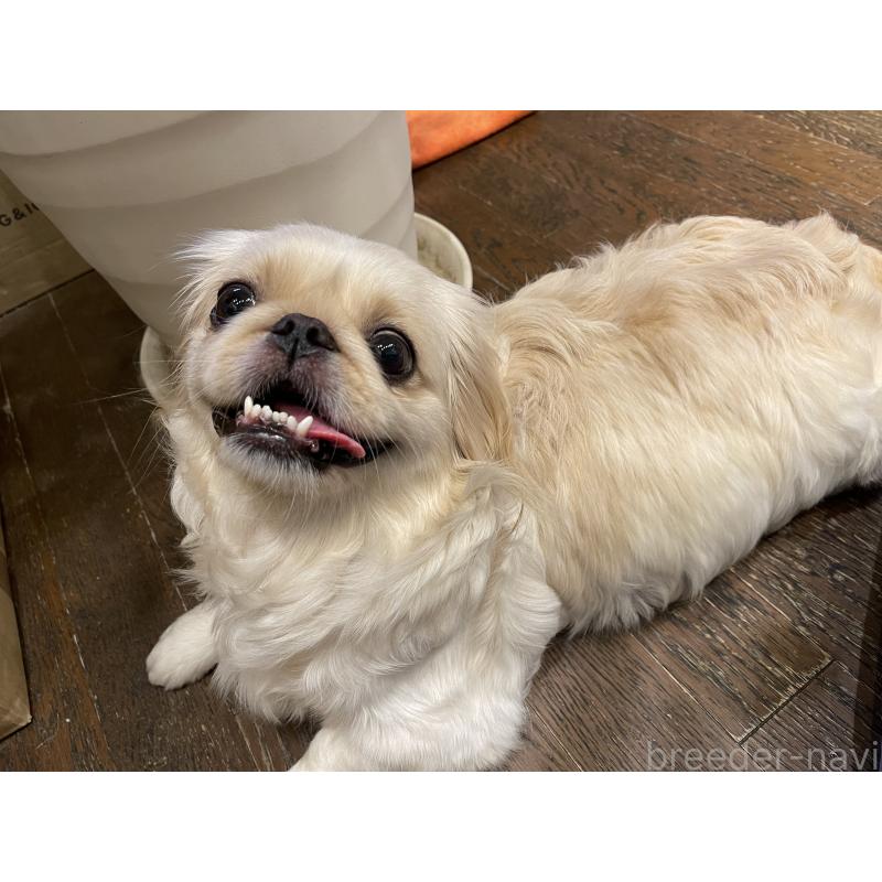 あかねちゃんちゃん1枚目