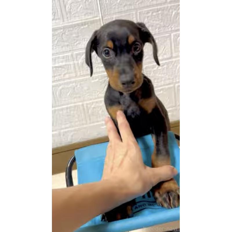 販売中の奈良県のドーベルマン-428254の4枚目