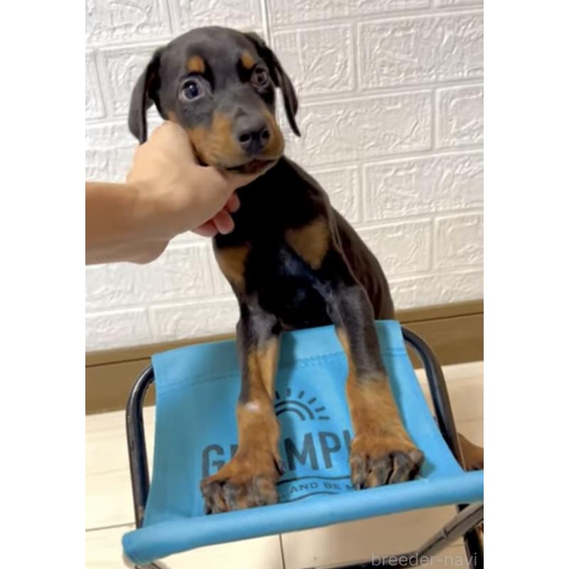 販売中の奈良県のドーベルマン-428254の3枚目