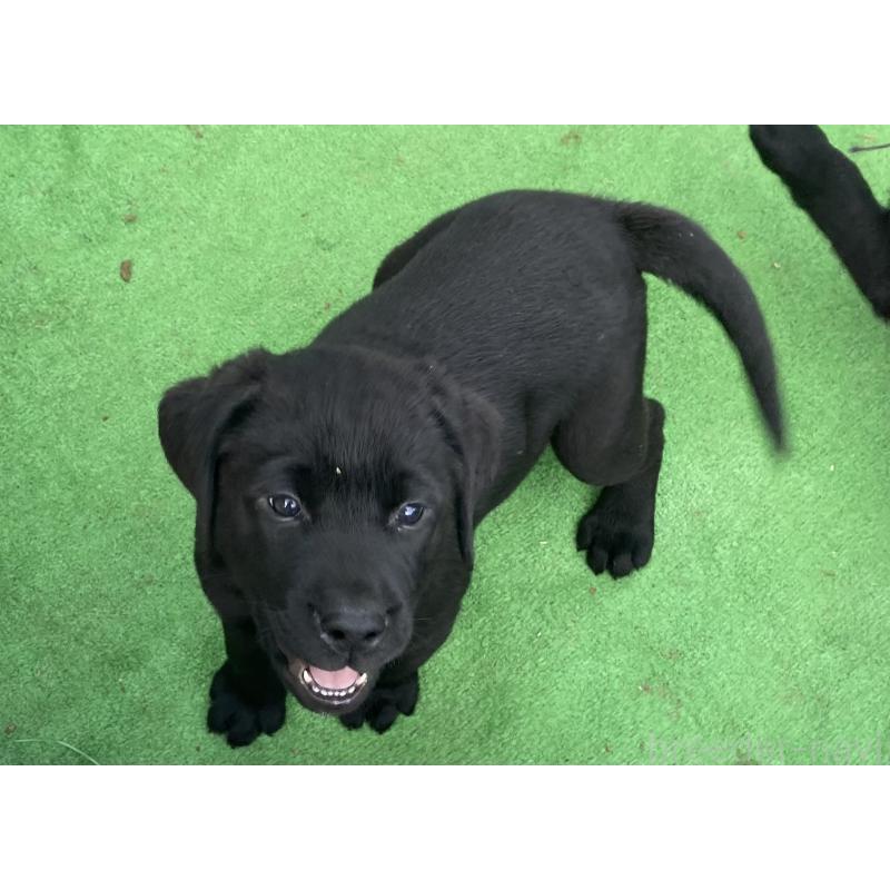 販売中の静岡県のラブラドールレトリーバー-422298