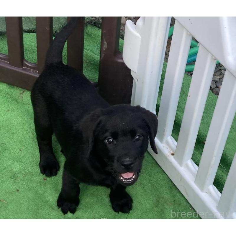 販売中の静岡県のラブラドールレトリーバー-422298の5枚目