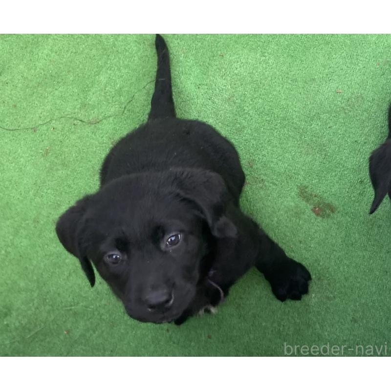 成約済の静岡県のラブラドールレトリーバー-422300の16枚目