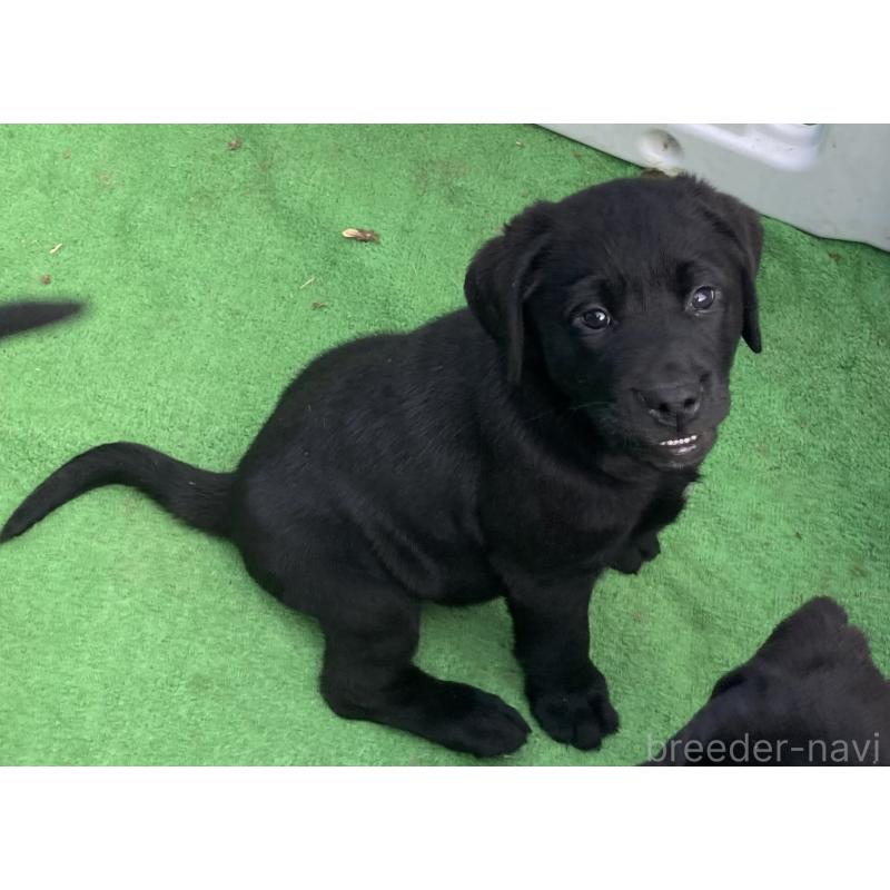 販売中の静岡県のラブラドールレトリーバー-422300