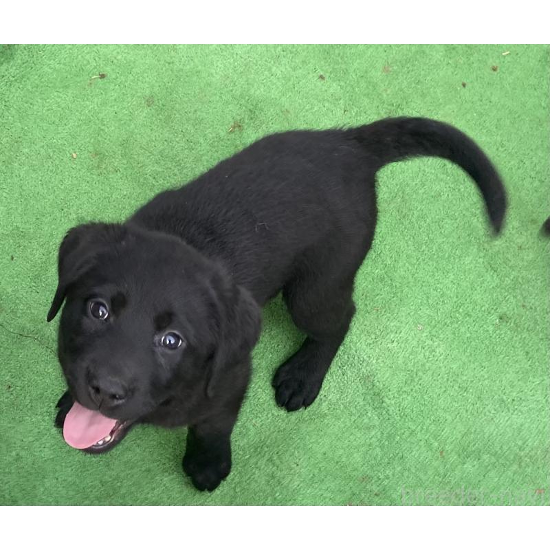 販売中の静岡県のラブラドールレトリーバー-422302