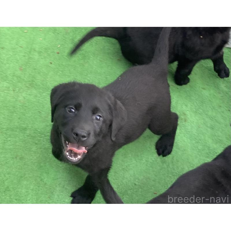 成約済の静岡県のラブラドールレトリーバー-422302の2枚目