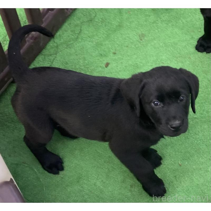 販売中の静岡県のラブラドールレトリーバー-422297の6枚目