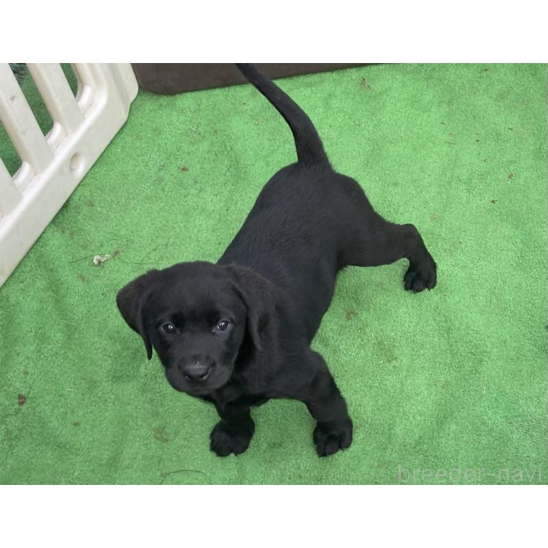 販売中の静岡県のラブラドールレトリーバー-422297