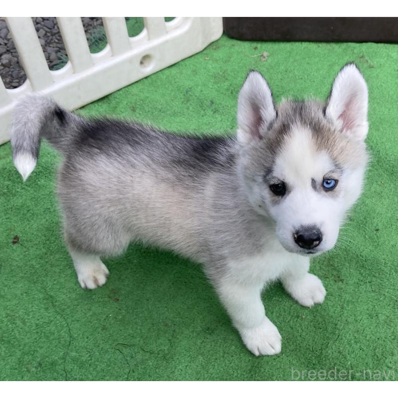 販売中の静岡県のシベリアンハスキー-425189の9枚目