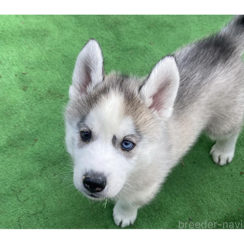 販売中の静岡県のシベリアンハスキー-425189の8枚目