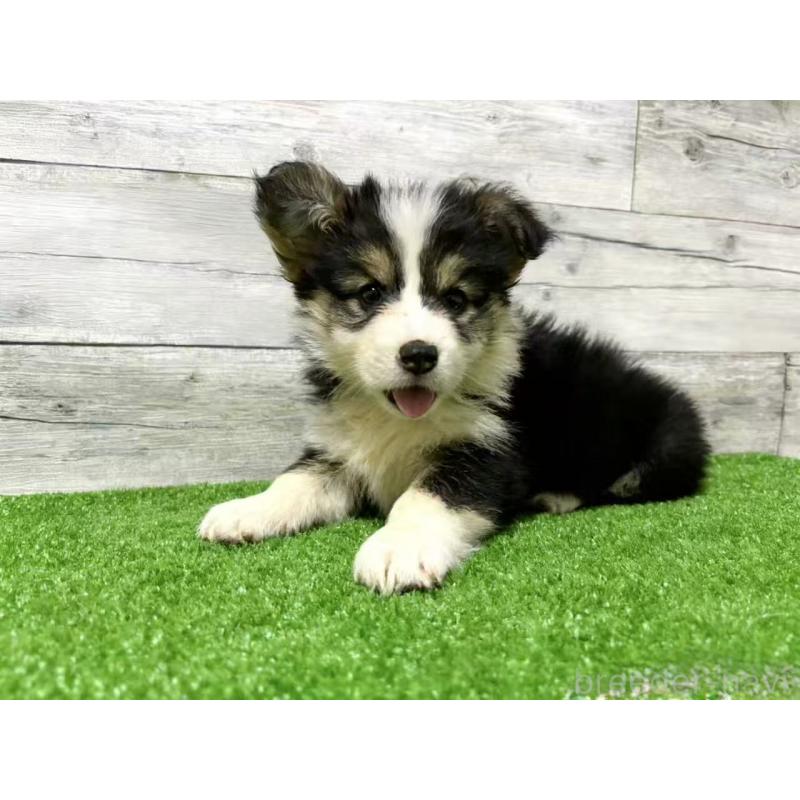 販売中の茨城県のウェルシュコーギーペンブローク-428256