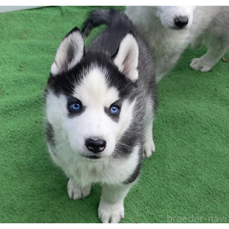 販売中の静岡県のシベリアンハスキー-425190の7枚目