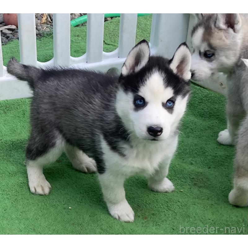 販売中の静岡県のシベリアンハスキー-425190の6枚目